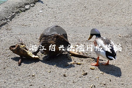 浙江绍兴法院网络诈骗
