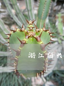 浙江绍兴涉外离婚律师联系方式 浙江绍兴涉外离婚律师联系方式