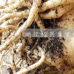 浙江绍兴章坚律师观点 浙江绍兴章坚律师观点