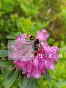 浙江花呗负债逾期怎么处理 浙江花呗负债逾期怎么处理