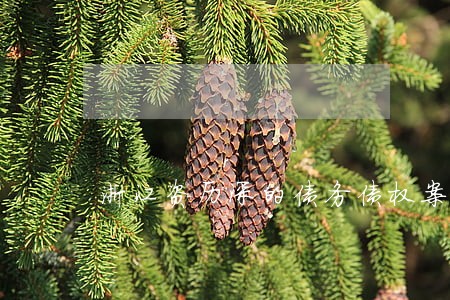 浙江资历深的债务债权案件律师