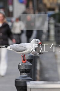 浙江车贷逾期修复哪家好