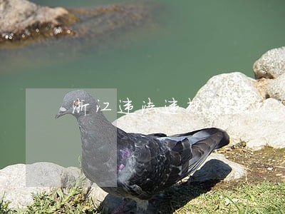 浙江违法违规企业环保清理