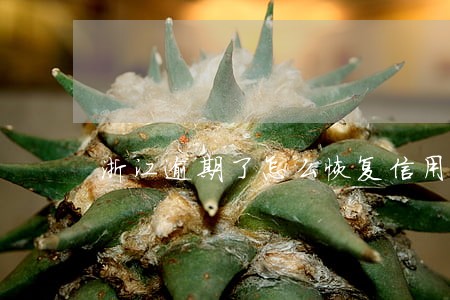 浙江逾期了怎么恢复信用