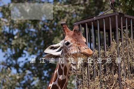 浙江逾期贷款企业总量 浙江逾期贷款企业总量