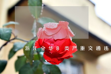 浙江金华8类严重交通违法 浙江金华8类严重交通违法