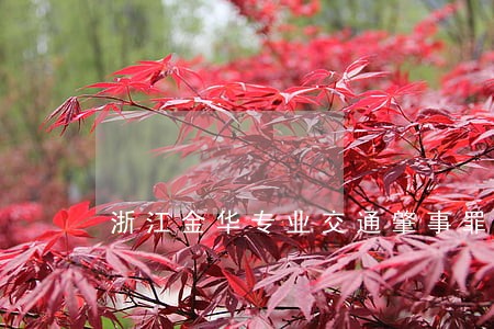 浙江金华专业交通肇事罪律师 浙江金华专业交通肇事罪律师