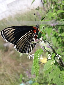 浙江金华公司债务律师费用 浙江金华公司债务律师费用