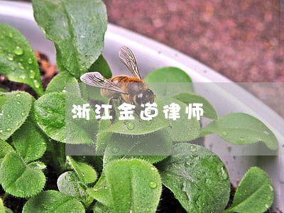 浙江金道律师 浙江金道律师