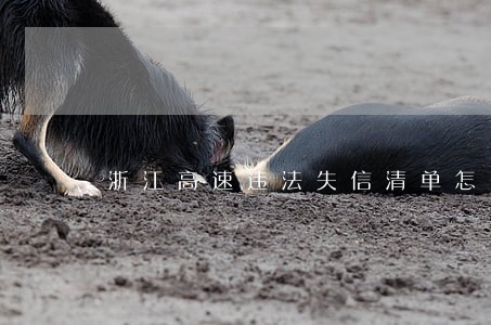 浙江高速违法失信清单怎么处理的 浙江高速违法失信清单怎么处理的