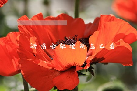 浙鼎金融逾期怎么看 浙鼎金融逾期怎么看