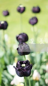 浚县县政府法律顾问 浚县县政府法律顾问