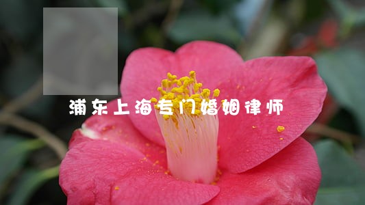 浦东上海专门婚姻律师
