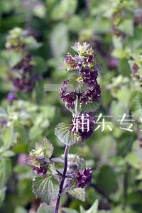 浦东专业租赁债权债务处理律师 浦东专业租赁债权债务处理律师