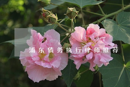 浦东债务执行律师推荐 浦东债务执行律师推荐