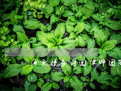 浦东债务讨回律师团队 浦东债务讨回律师团队