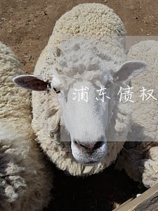浦东债权债务继承律师 浦东债权债务继承律师