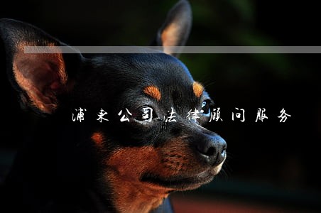 浦东公司法律顾问服务 浦东公司法律顾问服务