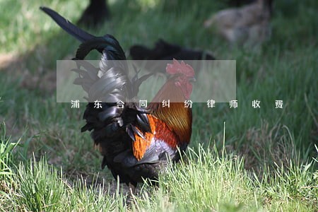 浦东合同纠纷律师收费 浦东合同纠纷律师收费