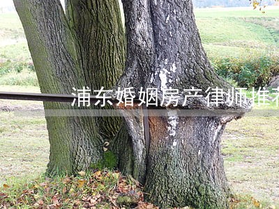 浦东婚姻房产律师推荐 浦东婚姻房产律师推荐