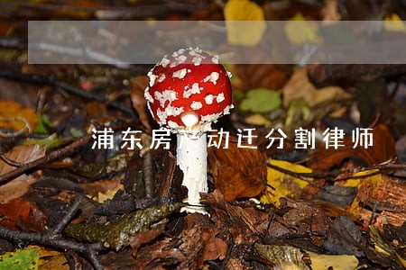 浦东房产动迁分割律师 浦东房产动迁分割律师