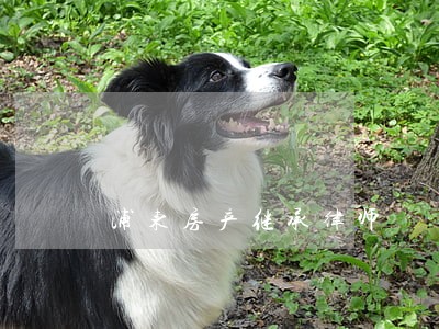 浦东房产继承律师 浦东房产继承律师