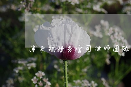 浦东找债务官司律师团队 浦东找债务官司律师团队