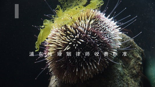 浦东找婚姻律师收费标准 浦东找婚姻律师收费标准