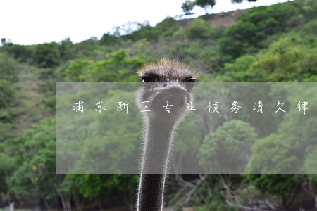 浦东新区专业债务清欠律师 浦东新区专业债务清欠律师
