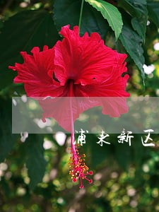 浦东新区买卖合同律师收费 浦东新区买卖合同律师收费