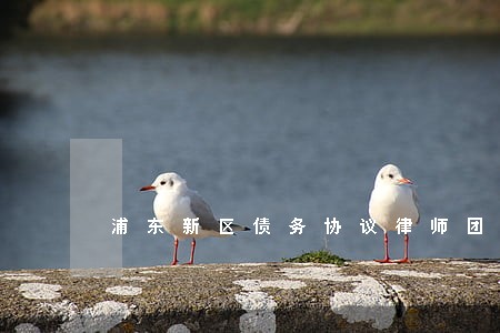 浦东新区债务协议律师团队 浦东新区债务协议律师团队