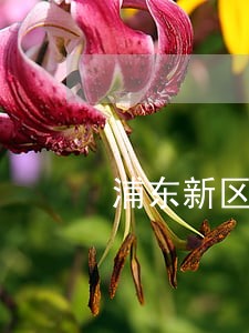 浦东新区刑事案律师在线解答高效 浦东新区刑事案律师在线解答高效