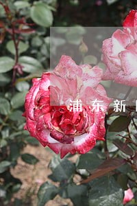 浦东新区合同法律师网推荐 浦东新区合同法律师网推荐