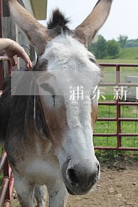 浦东新区合同违约咨询律师 浦东新区合同违约咨询律师
