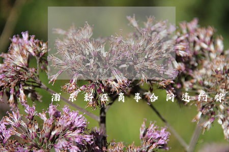 浦东新区商事合同违约律师电话