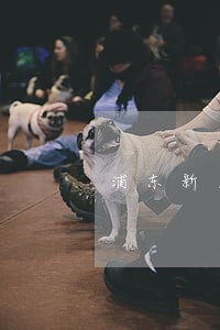 浦东新区婚前财产公正律师在线