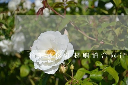 浦东新区建材购销合同律师多少钱 浦东新区建材购销合同律师多少钱