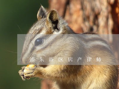 浦东新区房产律师 浦东新区房产律师