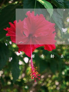 浦东新区房产税咨询律师 浦东新区房产税咨询律师