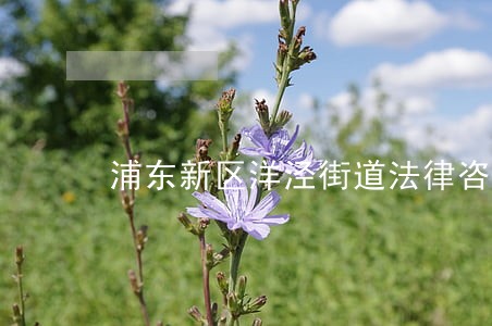 浦东新区洋泾街道法律咨询