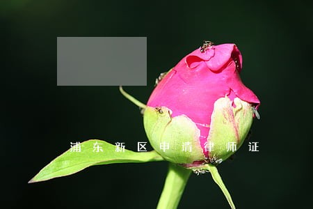 浦东新区申请律师证 浦东新区申请律师证