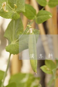 浦东新区纠纷法律咨询