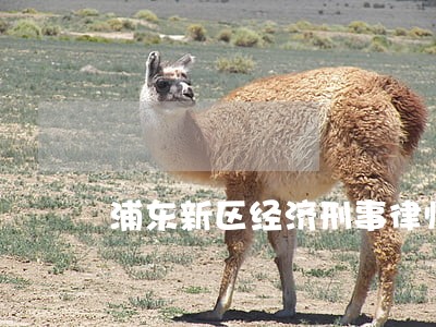 浦东新区经济刑事律师费用 浦东新区经济刑事律师费用