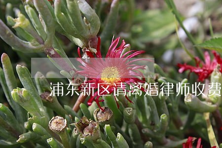 浦东新区请离婚律师收费 浦东新区请离婚律师收费