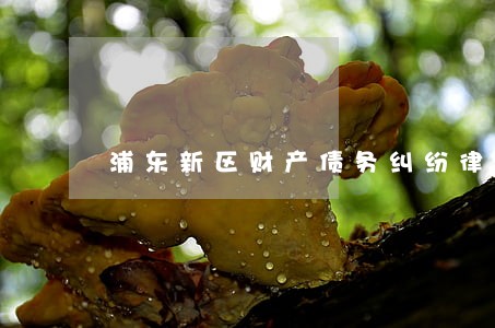 浦东新区财产债务纠纷律师事务所 浦东新区财产债务纠纷律师事务所