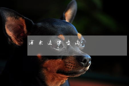 浦东法律咨询 浦东法律咨询