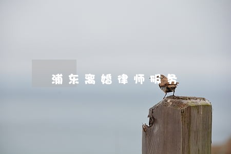 浦东离婚律师服务 浦东离婚律师服务