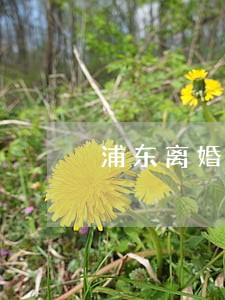浦东离婚律师网站 浦东离婚律师网站