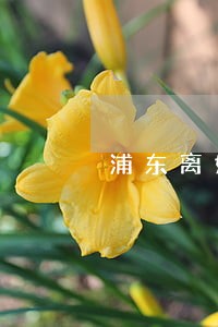浦东离婚析产律师哪个好 浦东离婚析产律师哪个好