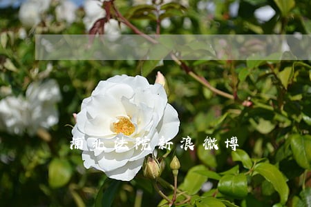 浦北法院新浪微博